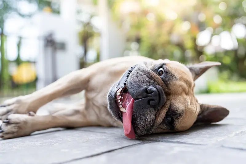 Erste Anzeichen von Überhitzung bei Hunden erkennen