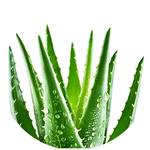 Aloe Vera in der Zeolith Zahnpasta von Panaceo