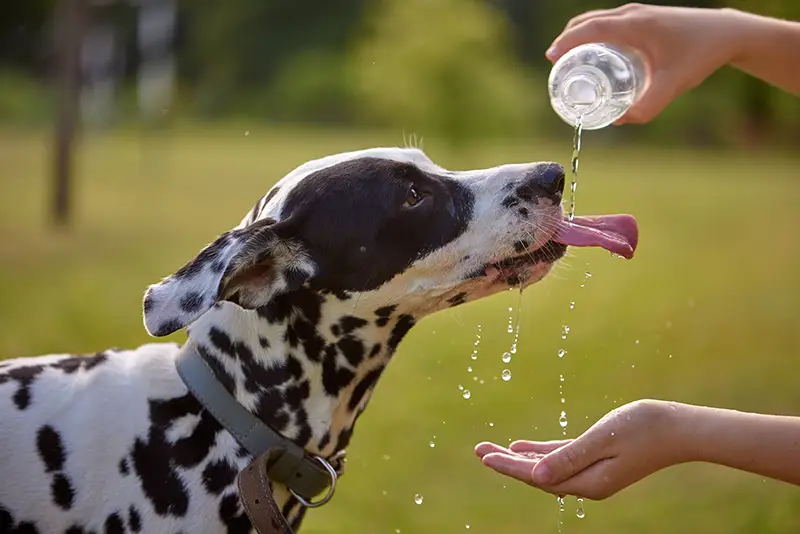 Der Wasserbedarf deines Hundes steigt bei hohen Temperaturen erheblich an