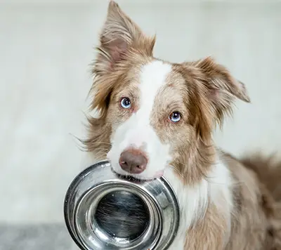 Vetamin - Mineralfuttermittel für Hunde, Katzen und Pferde